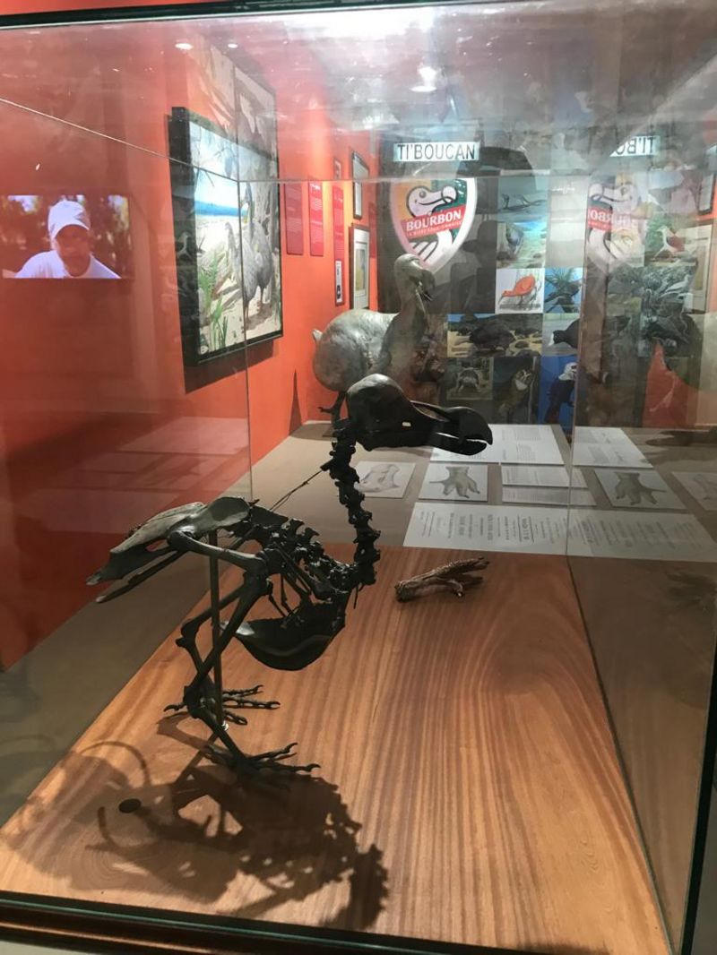 Ausstellung über den Dodo