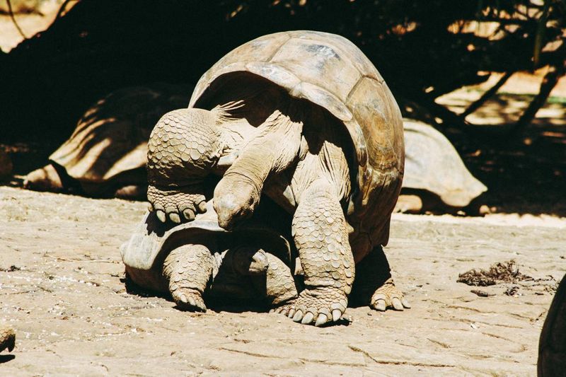 Aldabra Schildkröten